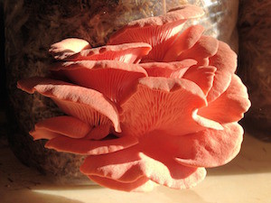 Coral colored artisanal mushroom from Sugar Bee Farm
