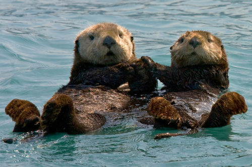 Otters-Holding-Hands-4 – Ex Fabula: Connecting Milwaukee through real
